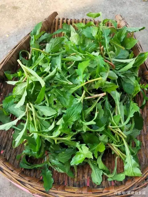 农民都讨厌的鱼鳅串(马兰),却是城里人十分喜爱的野菜