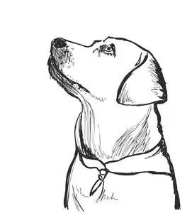 宠物. 手绘矢量插图照片