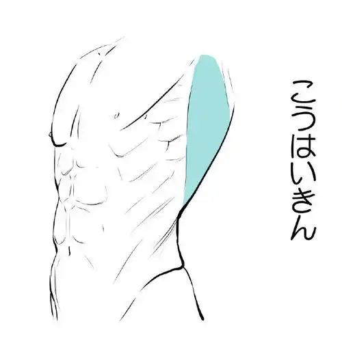 如何画好健硕的腹肌呢?拿去练习吧!