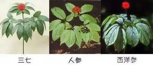 三七,人参,西洋参同宗同属,它们的功效是一样的吗?你了解吗?