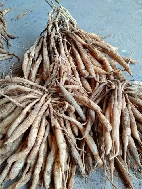 百部湖北产野生百部根干货水洗散装