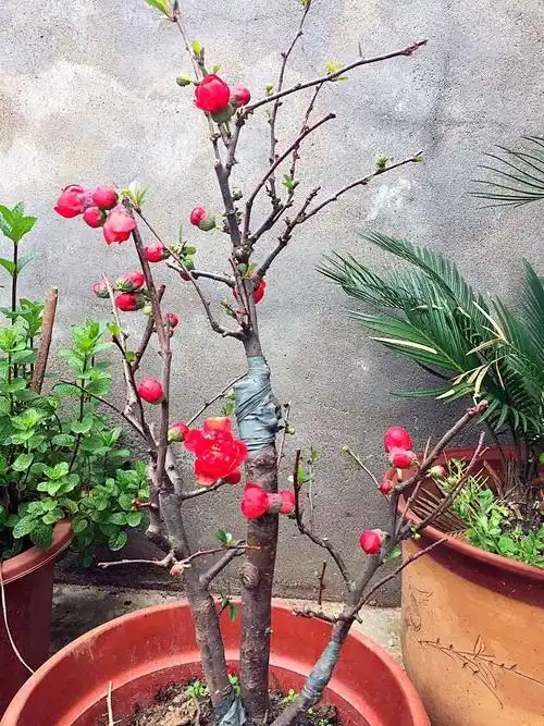 海棠树是我国的传统名花,自古以来就受到人们的喜欢