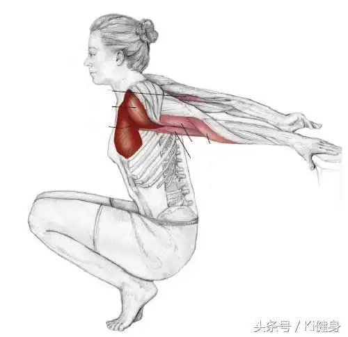 肱二头肌训练拉伸经验分享