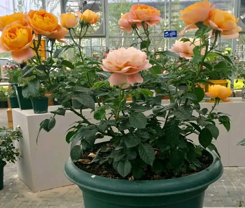 给月季盆栽进行冬剪以后月季的伤口一直淌水怎么办