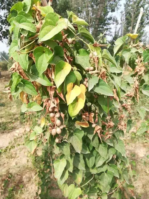 十一四大怀药研学游