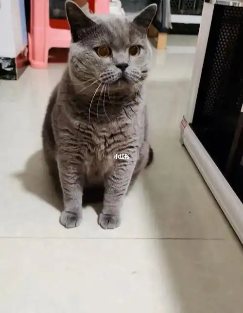 蓝猫
