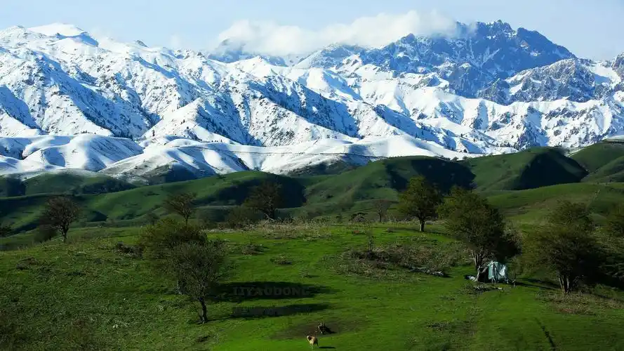 初夏的新疆伊犁