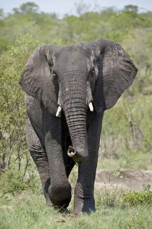 竖图,室外,白天,正面,旅游,度假,草地,草坪,美景,植物,哺乳动物,大象