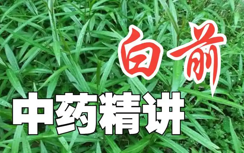 白前,又称白前草,是一种常用的中药,也叫药用白