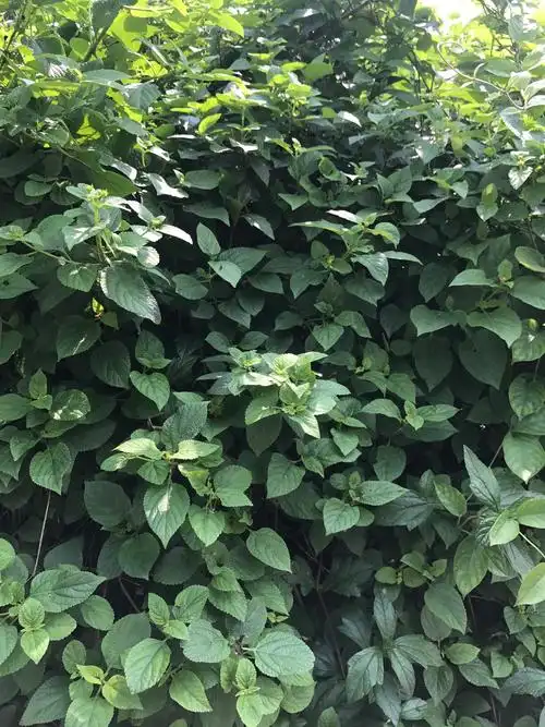 薄荷树也是他们哪里街景树