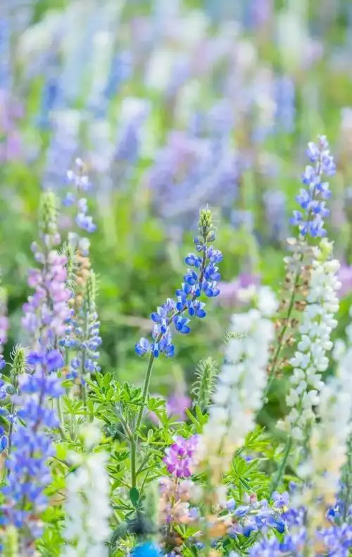 东莞竟有大片「蓝色花海」,太梦幻了!