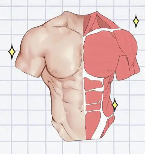 吸脂可以做出马甲线吗?|外斜肌|吸脂手术|八块腹肌|肌肉线条_网易订阅