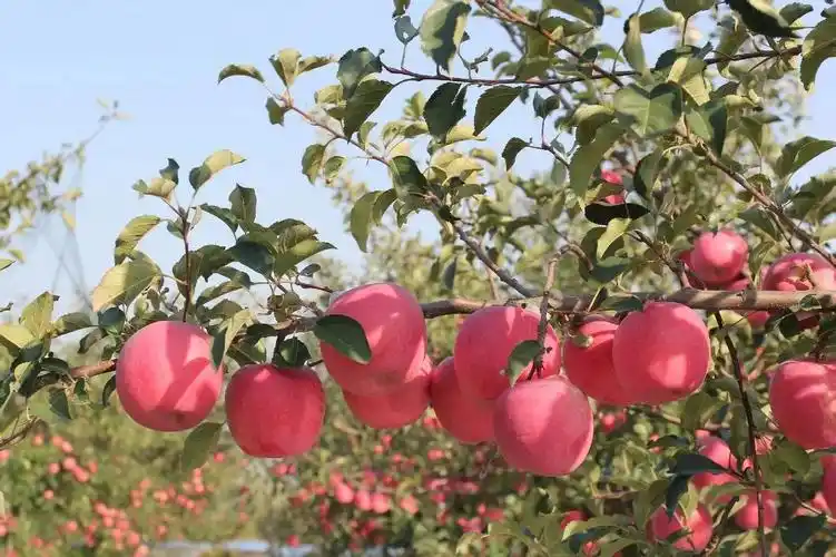 瑞雪苹果图片(各种苹果图片大全及其介绍)