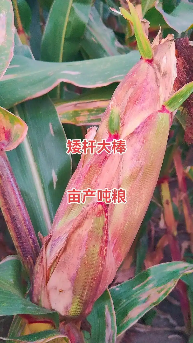 最新国审高产玉米种子 #紫根紫杆高产大棒 #国审新品种全国 - 抖音