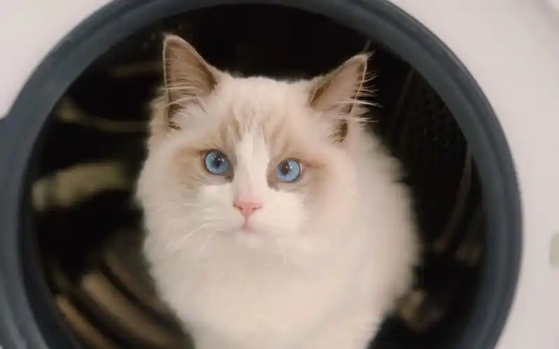 【布偶猫辛巴】千万别看,否则你会养猫的!