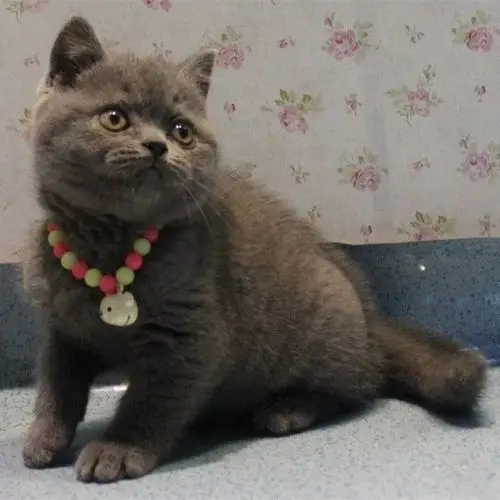 短毛猫纯种蓝猫宠物活体发财猫英短幼猫深蓝色波斯猫小猫家养
