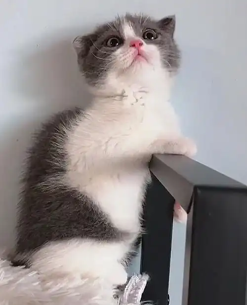 北京英短蓝白渐层找新家