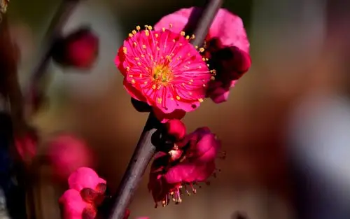 其它 红梅花开 写美篇         2021年2月18号