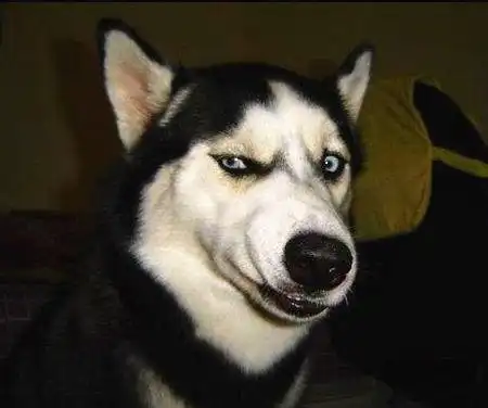 下面衣服上哈士奇高清图谢谢