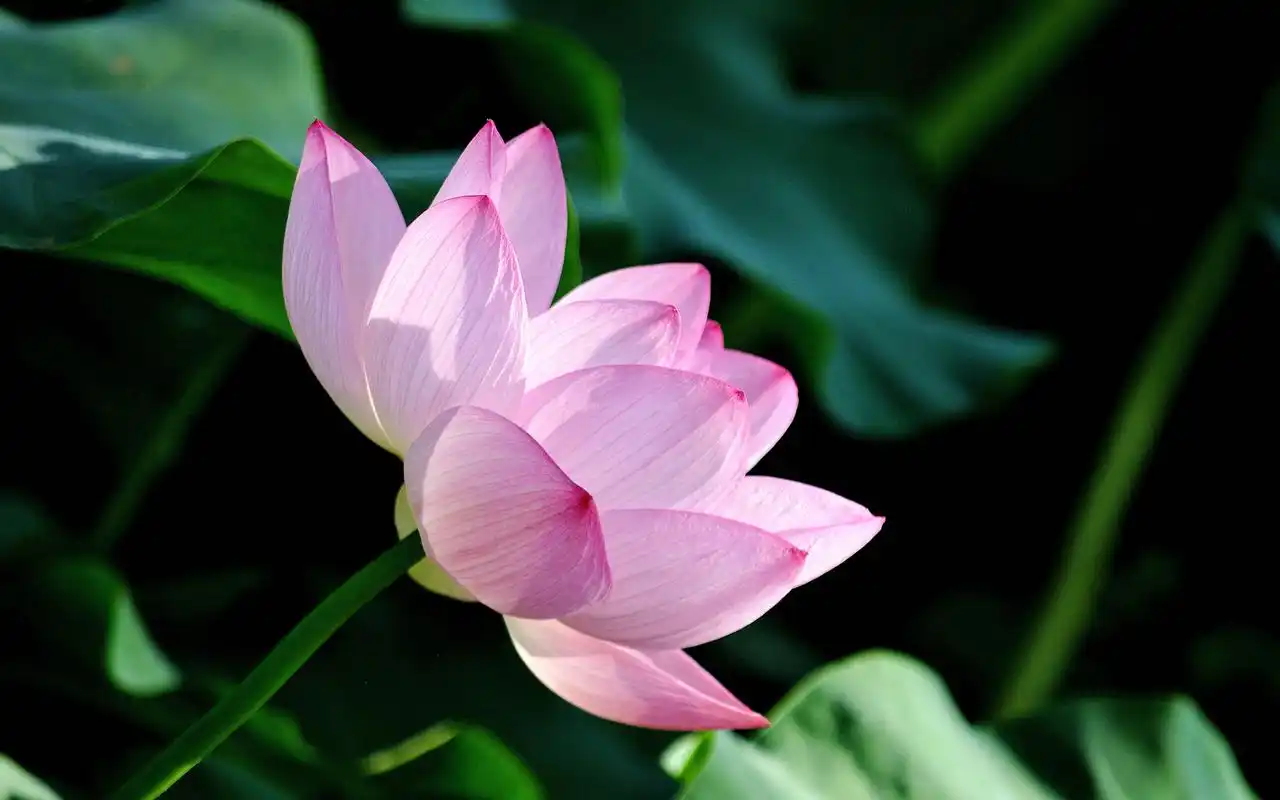 荷花唯美摄影高清电脑桌面壁纸图片