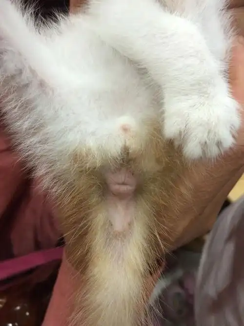 请问是公猫还是母猫