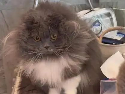 鳌拜把智慧都写在了脸上! #王小珍有三只猫