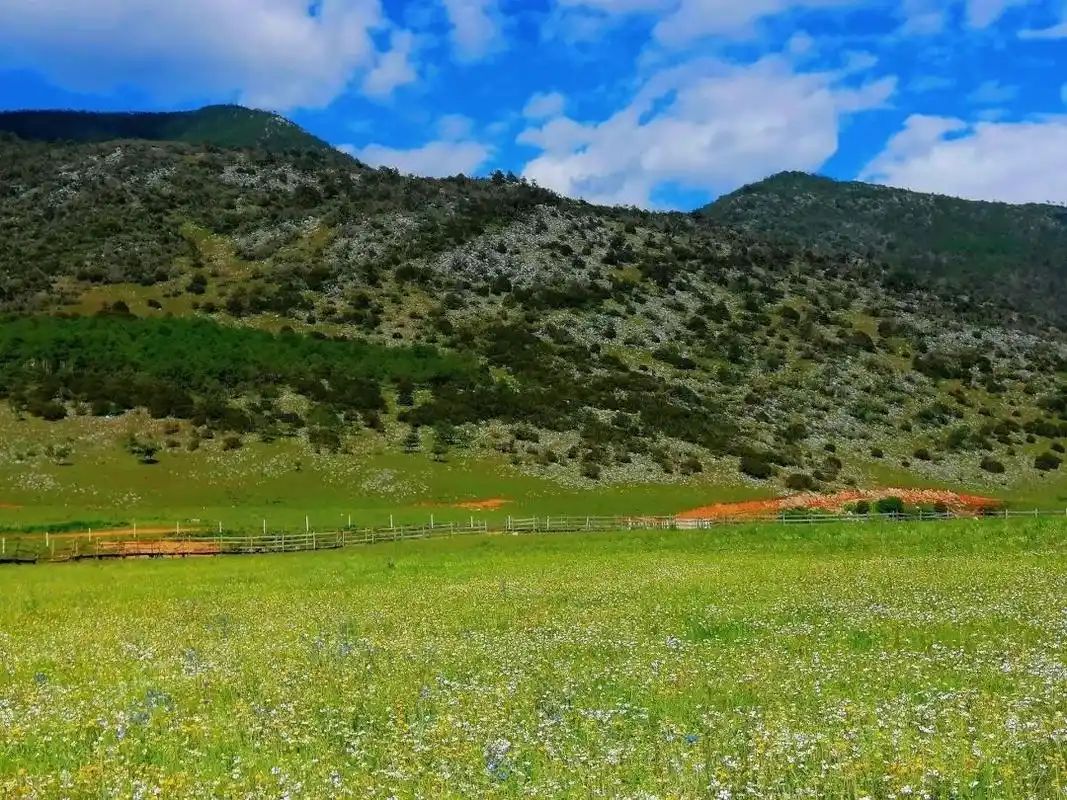 上最绚丽的观感丽江素有"世界花园"的美名的乐园——草甸(以花色,形态