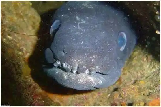 鲎是典型的水底栖居动物,主要捕捉小的水生物和它们的幼虫.