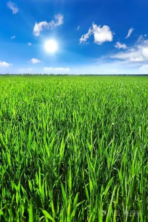 春天是美丽的,是五彩缤澜的,田里绿油油的麦