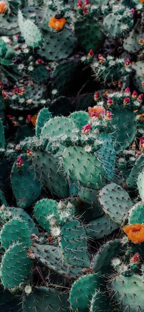 iphonex壁纸全面屏壁纸美图