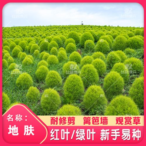 红叶地肤草盆栽种籽四季易种室外庭院草坪绿化观赏花卉扫帚花种子