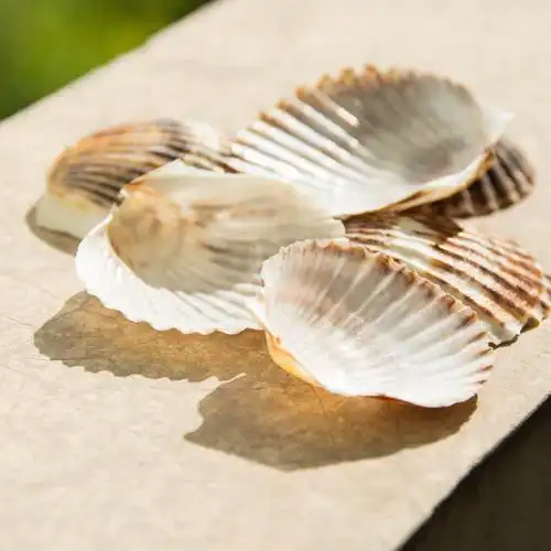 福海人家/薄黑扇贝 贝壳 鱼缸家居饰品摆件工艺品贝壳原料批发