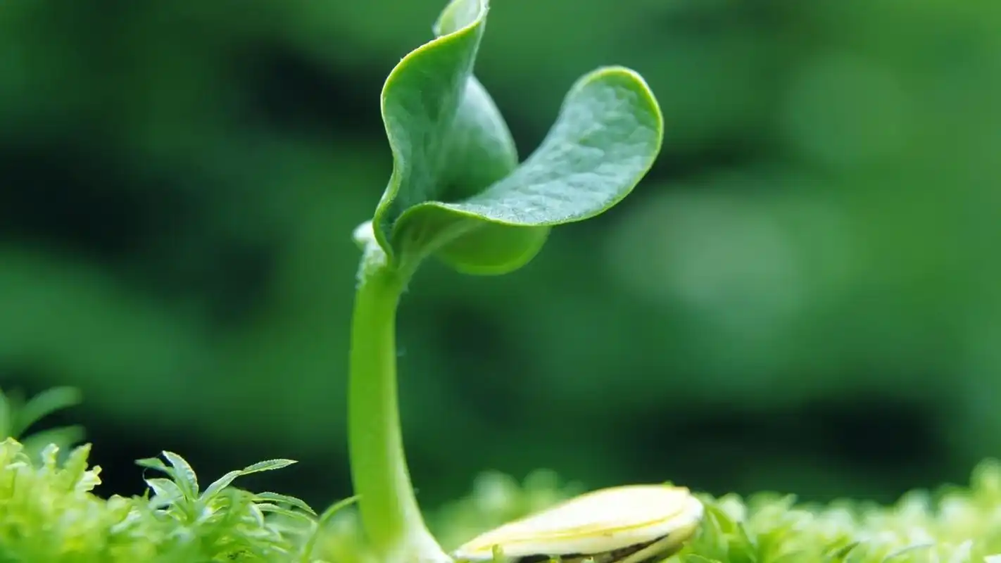 小清新护眼绿色植物唯美高清桌面壁纸