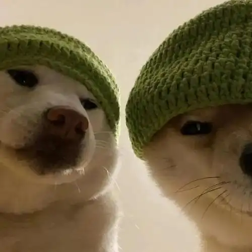 新年的一年送你一波沙雕情头