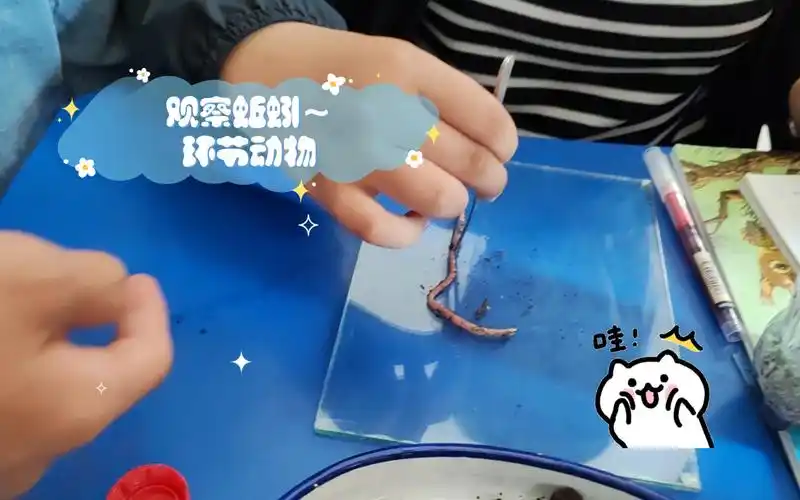 观察蚯蚓～环节动物(这届孩子实属淘气,不按套路出牌啊,五分钟就能