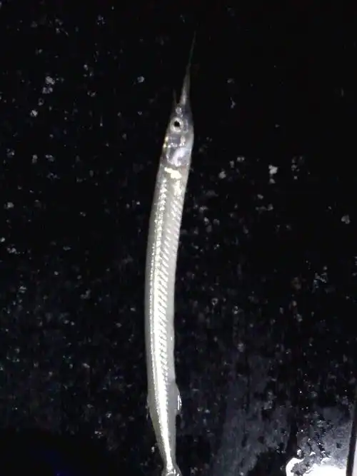 下嘴巴尖尖的是什么鱼?