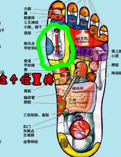 右脚前脚掌(最鼓的那个地方)疼了一个月了,走路多