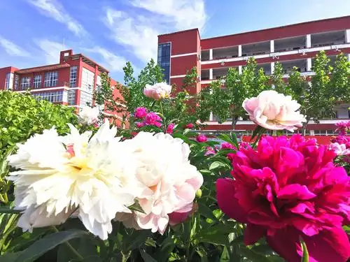 芍药承春宠,何曾羡牡丹.(图片均来自华高校园时景)