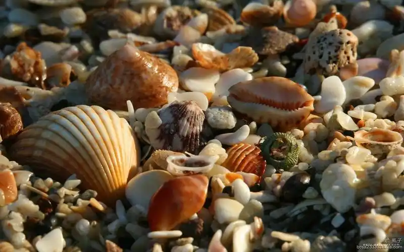 海边贝壳【摄影】