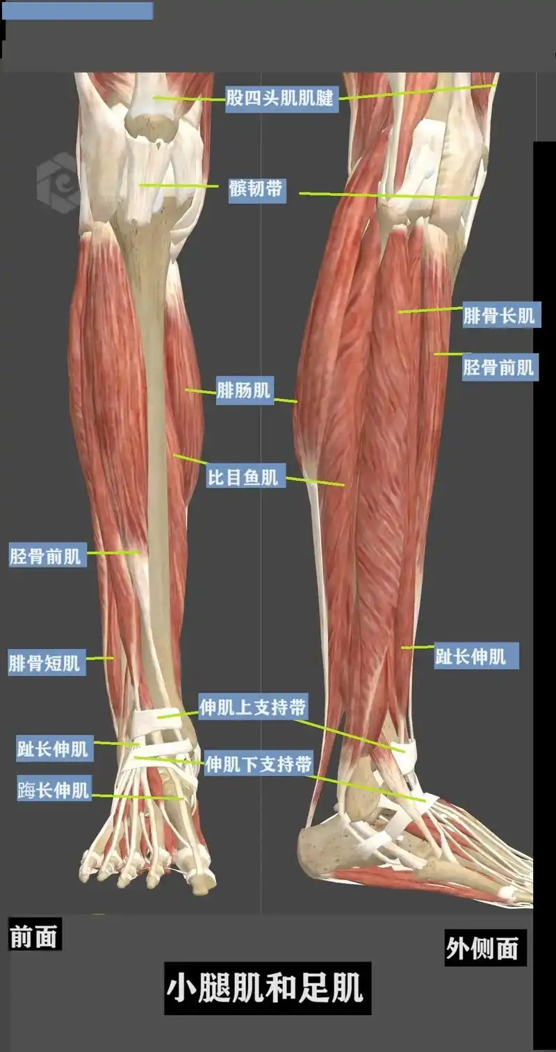 医学科普 #医学生 #人体解剖学 #肌肉 #小腿 - 抖音