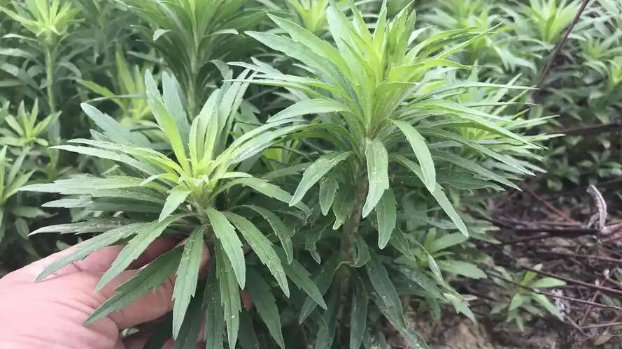 小蓬草是个宝好多人不知道它的珍贵看看到底有啥价值