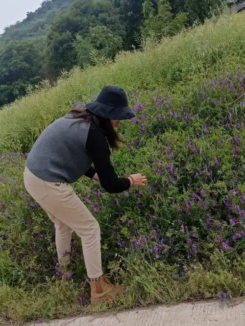 野豌豆花 166  炒鸡蛋266 蒸菜