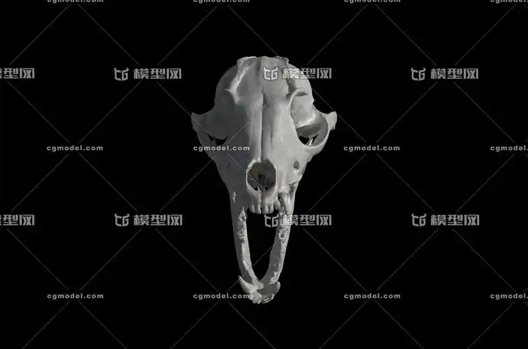 狐狸头骨 犬科头骨 头骨 骨头 动物头骨 哺乳动物头骨