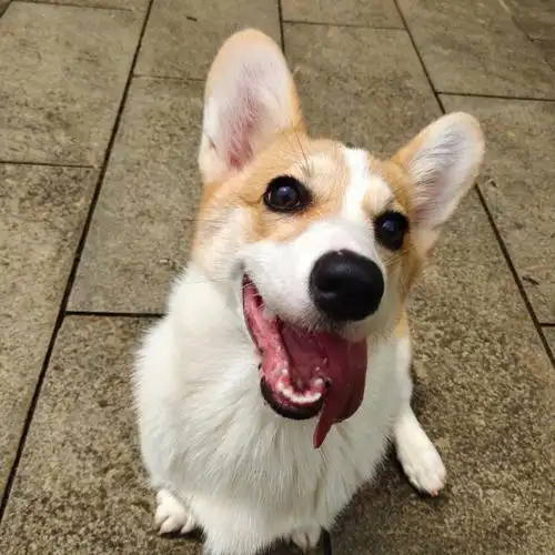 柯基双排牙怎么办啊