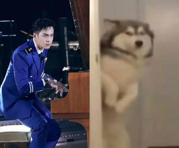 "哈士奇"这个称号最初是来自张若昀主演的电视剧《九州天空城》.