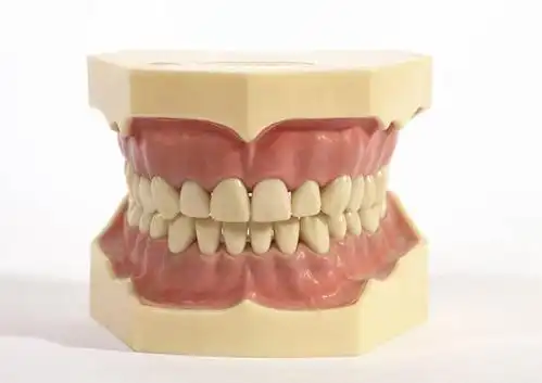 牙齿,无人,横图,室内,特写,白天,白色背景,正面,桌面,桌子,静物,一排