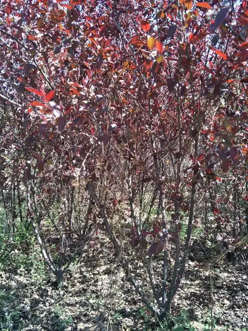 山桃丛生矮樱美人梅西府海棠