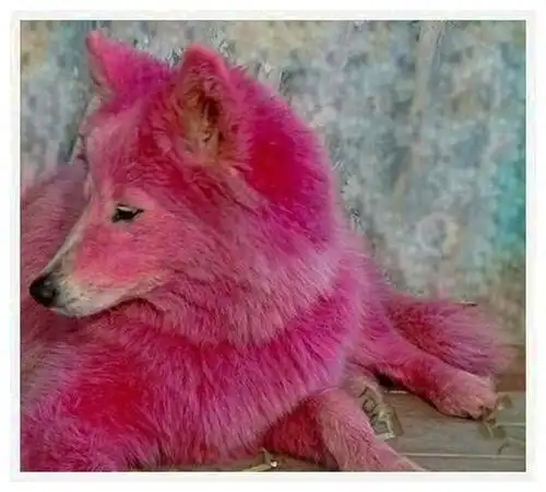 小伙树林发现两只"红太狼",知晓内情后,让人气愤不已