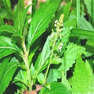 野生中药材香茶菜 铁棱角 蛇总管 山薄荷 龟叶苏子干品 500g 包邮