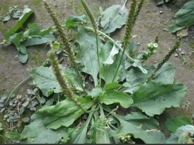 猪耳朵草功效 猪耳朵草是车前草吗?-图片大观-奇异网